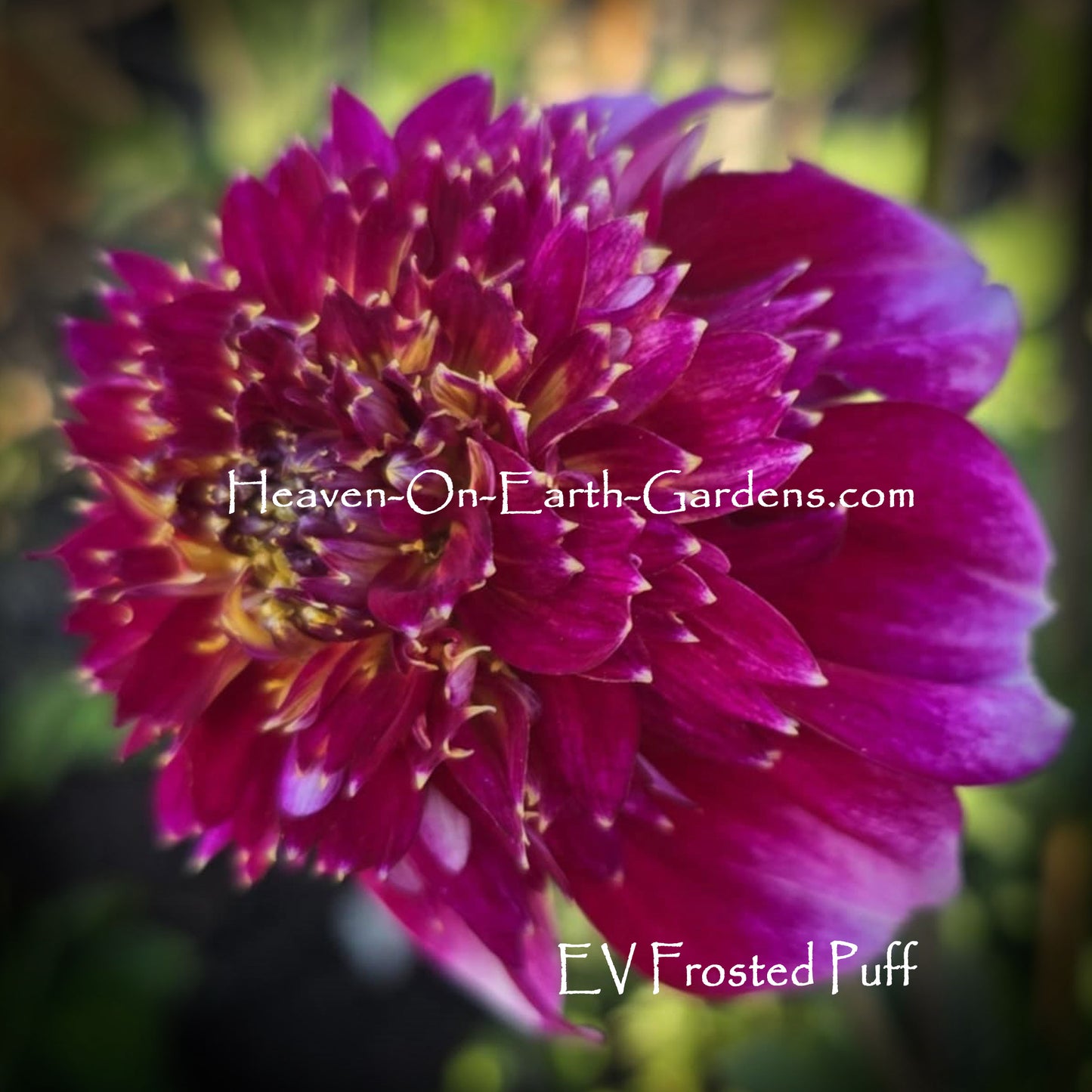 EV Frosted Puff
