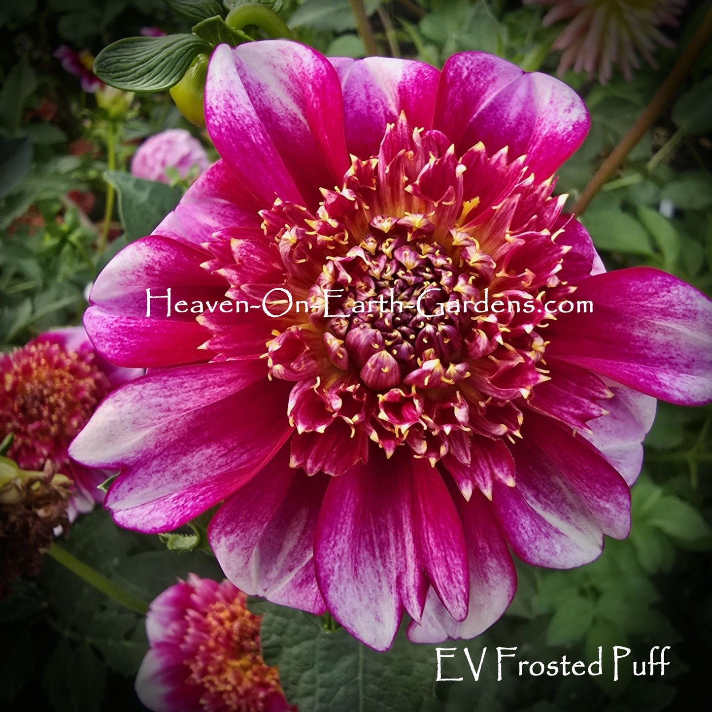 EV Frosted Puff