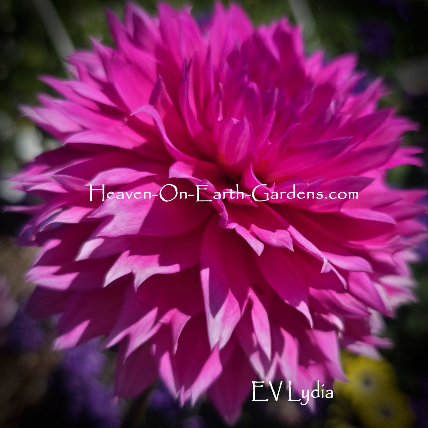 EV Lydia