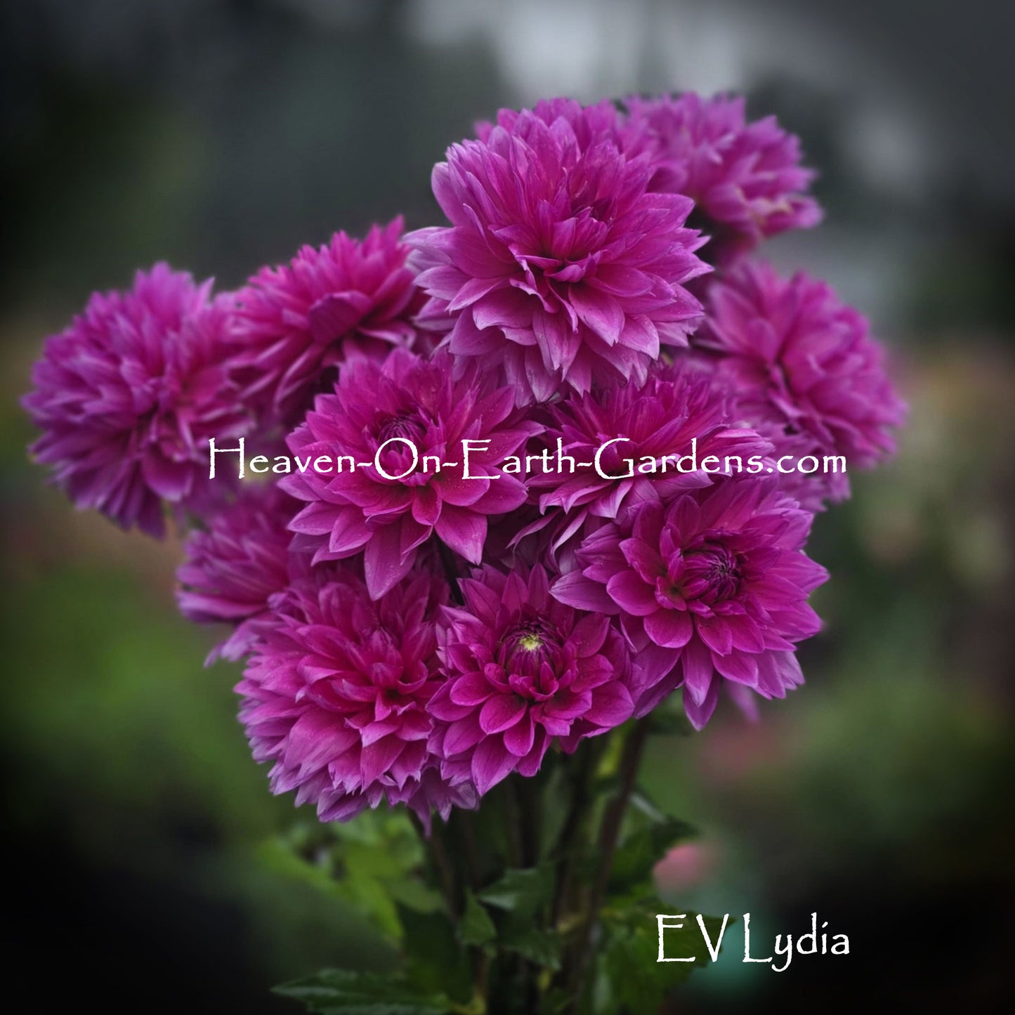 EV Lydia