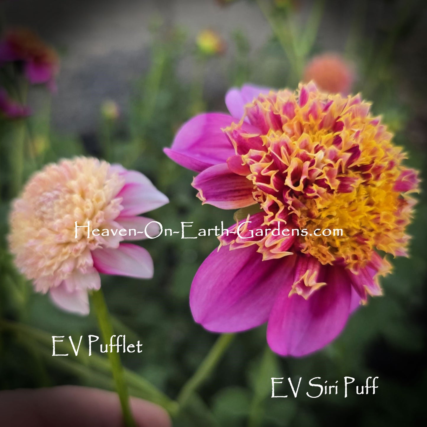 EV Siri Puff
