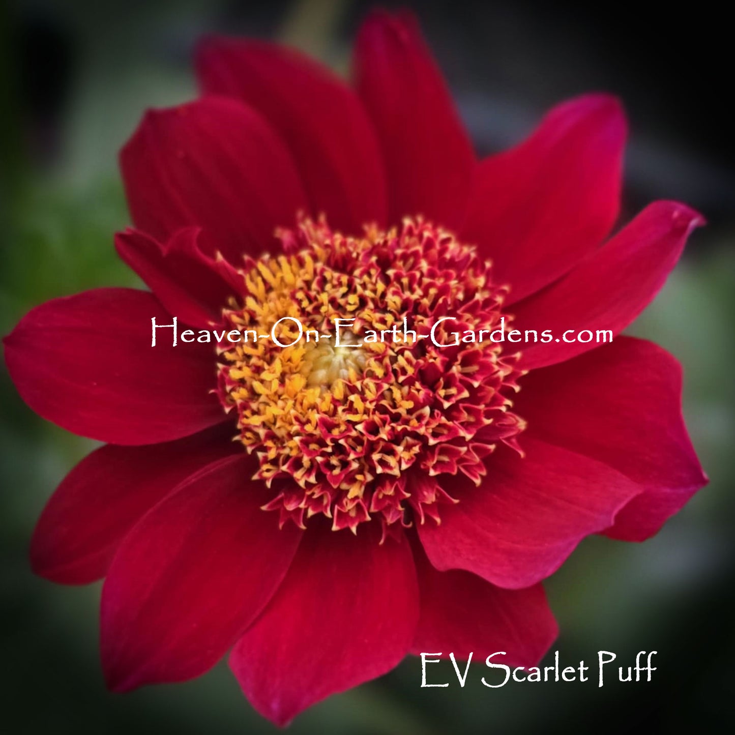 EV Scarlet Puff