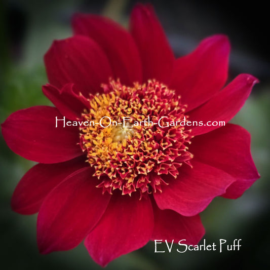 EV Scarlet Puff