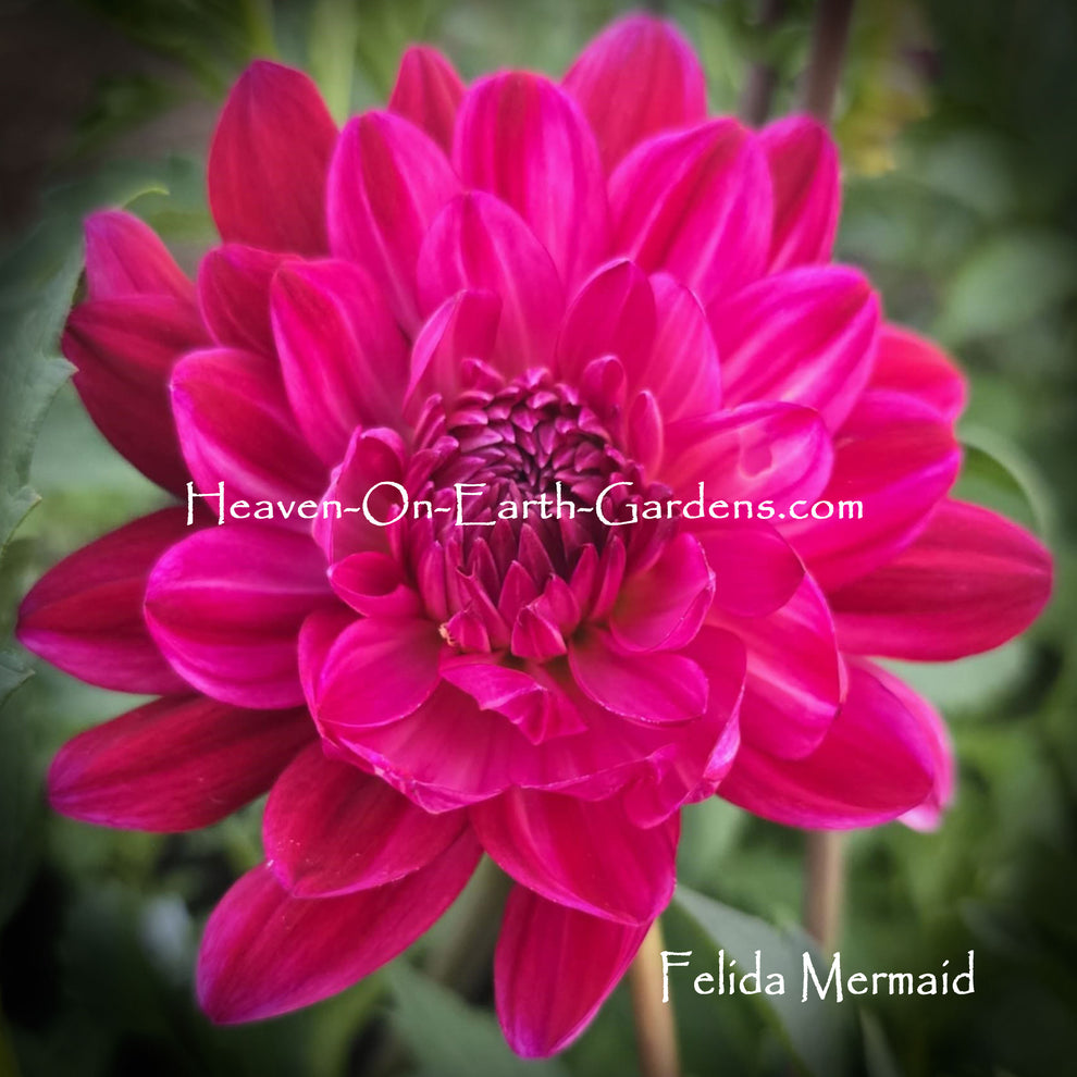 Felida Mermaid – Heaven On Earth Gardens