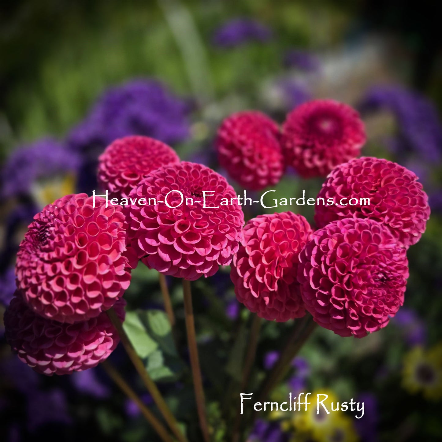 Ferncliff Rusty