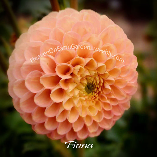 Fiona