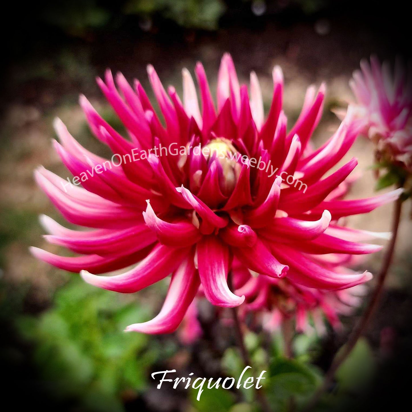 Frigulet