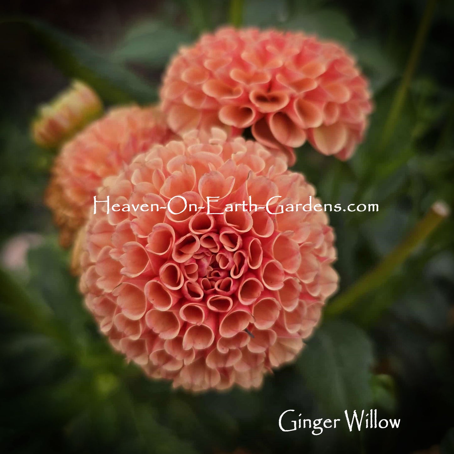 Ginger Willow
