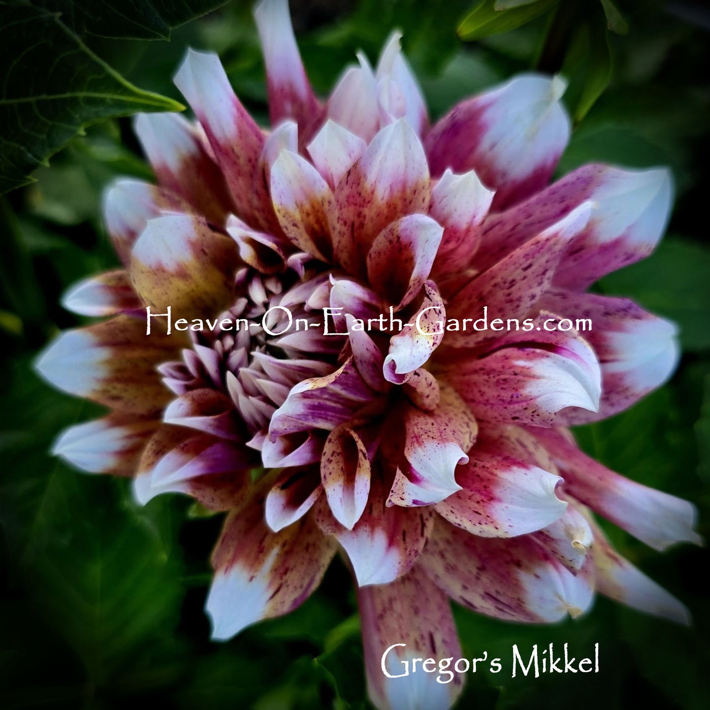 Gregor's Mikkel