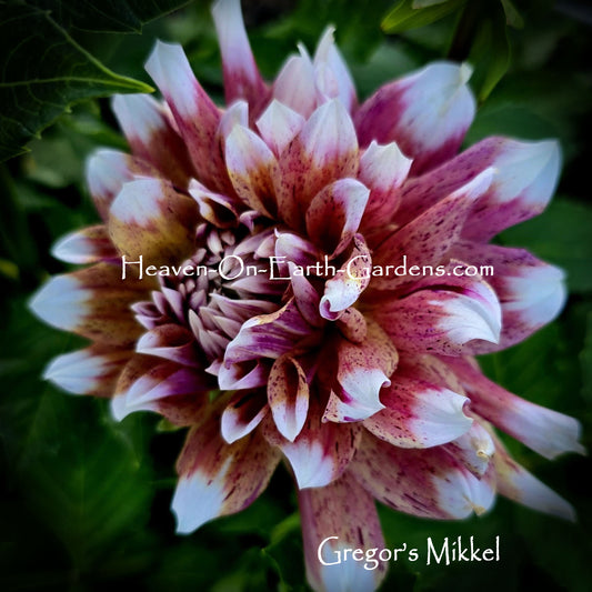 Gregor's Mikkel