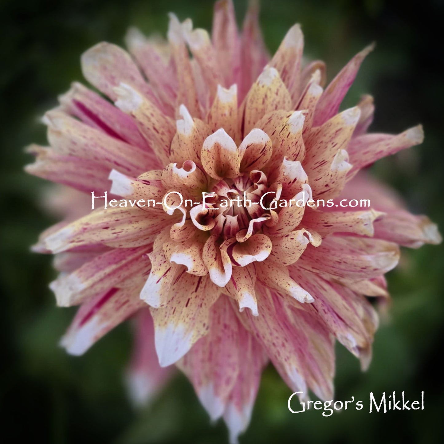 Gregor's Mikkel