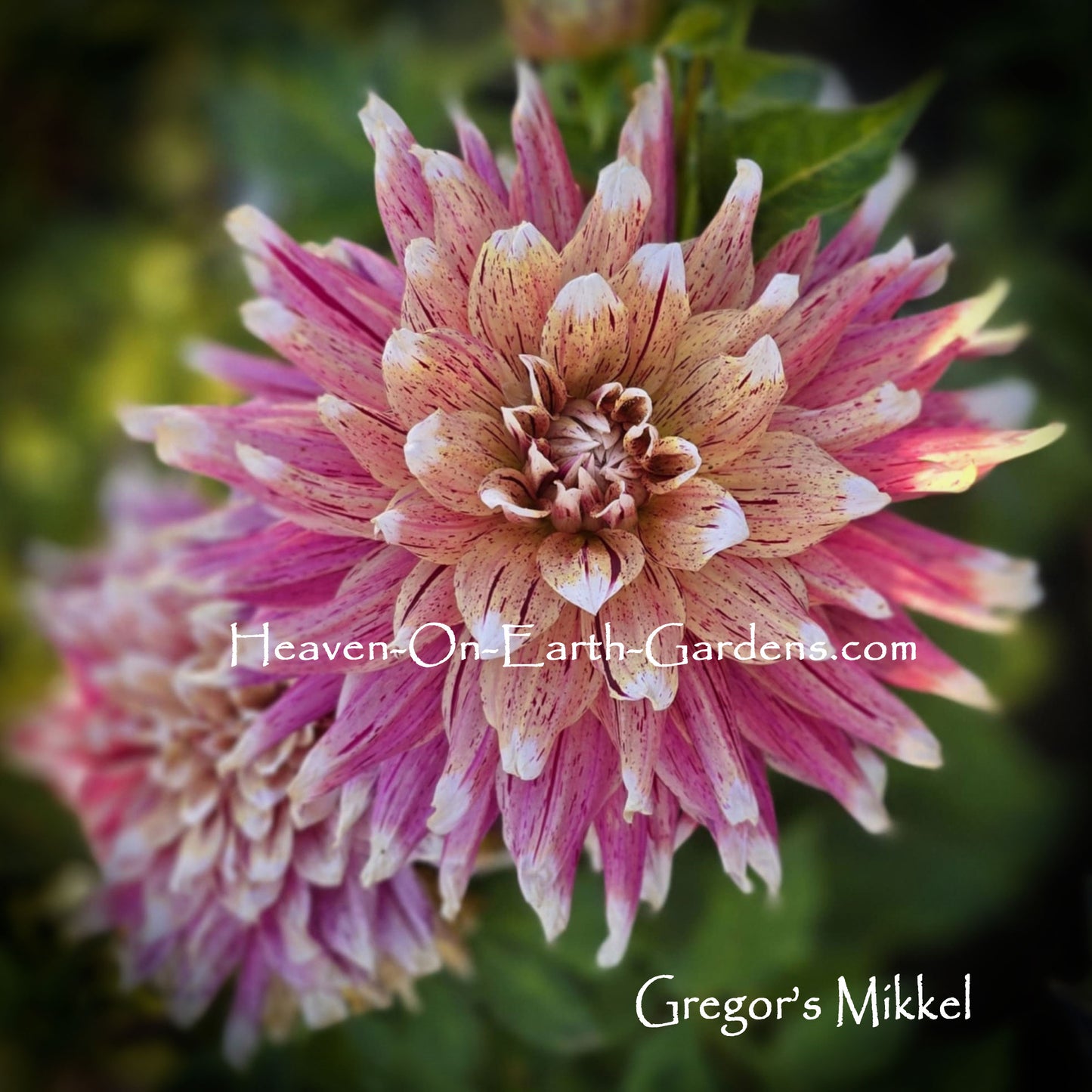 Gregor's Mikkel