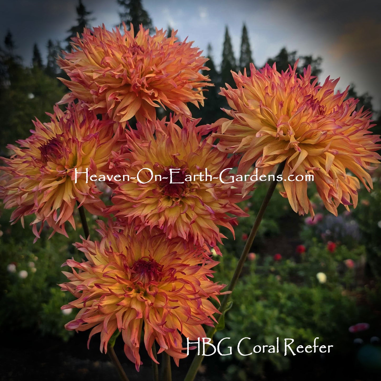 HBG Coral Reefer