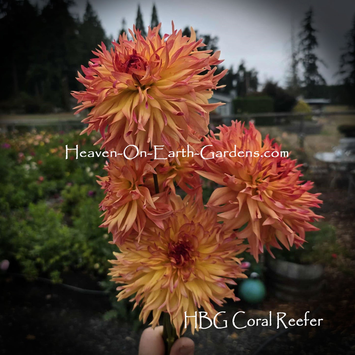 HBG Coral Reefer