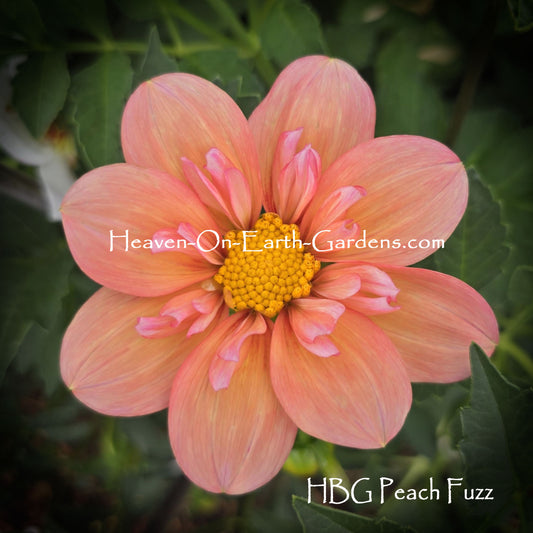 HBG Fuzzy Navel