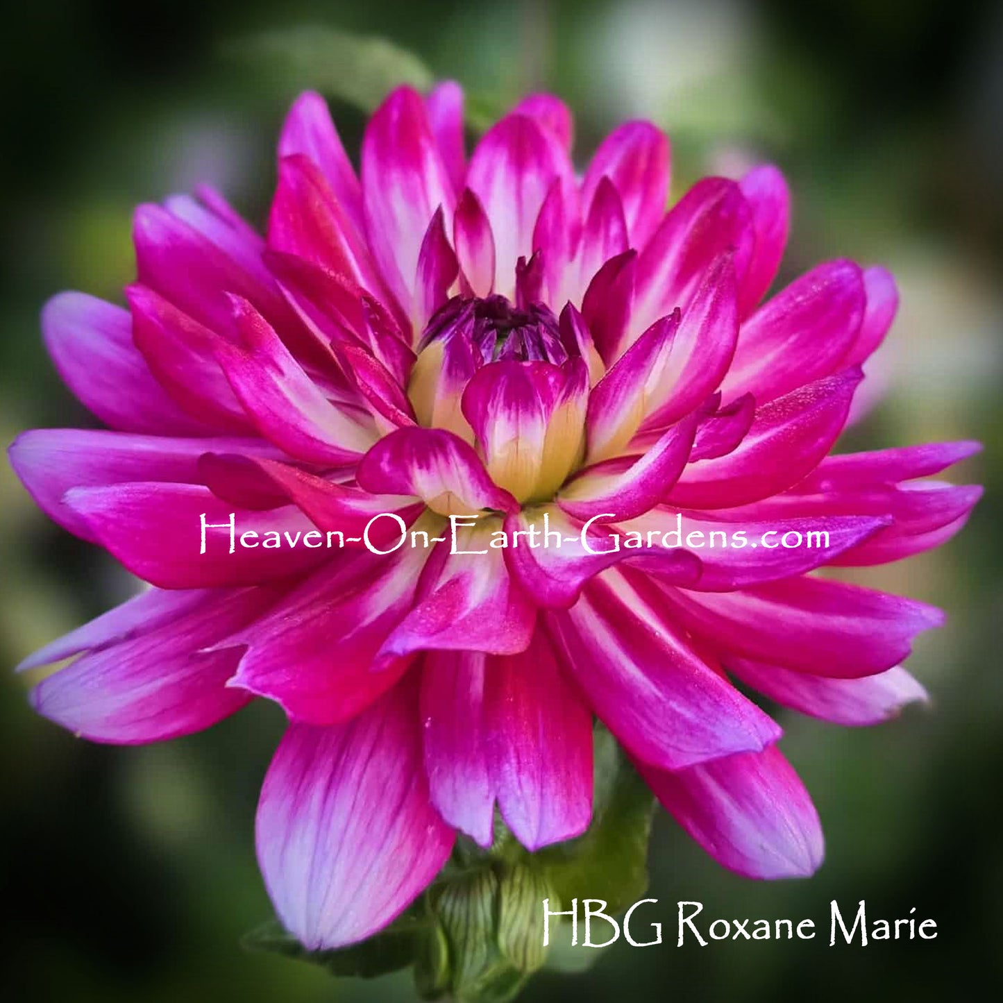 HBG Raoxanne Marie