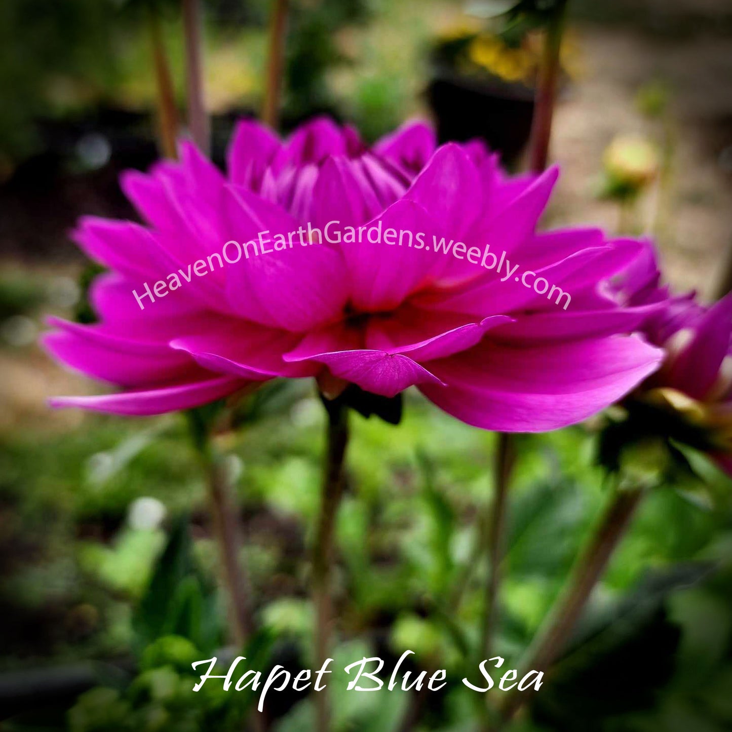 Hapet Blue Sea