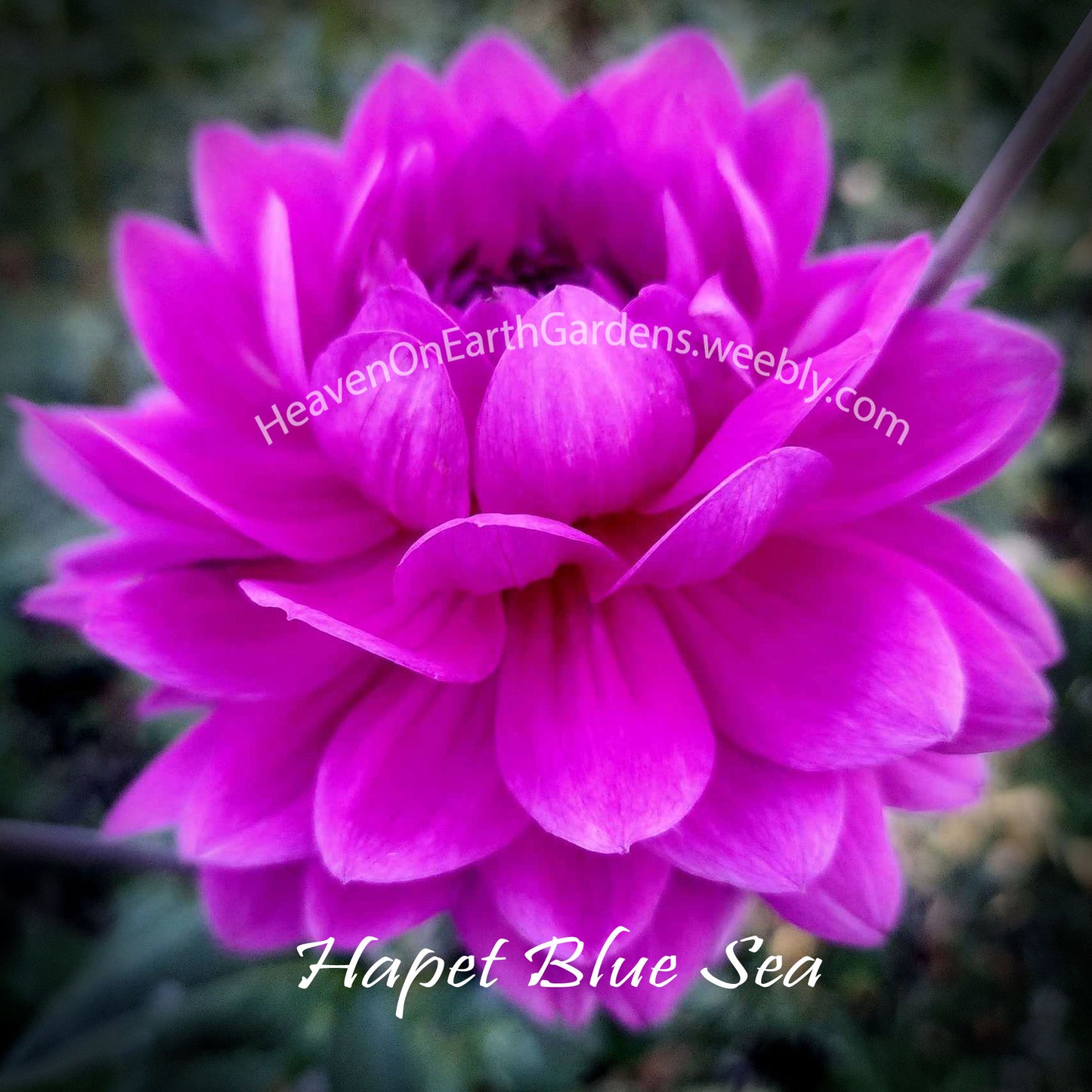 Hapet Blue Sea