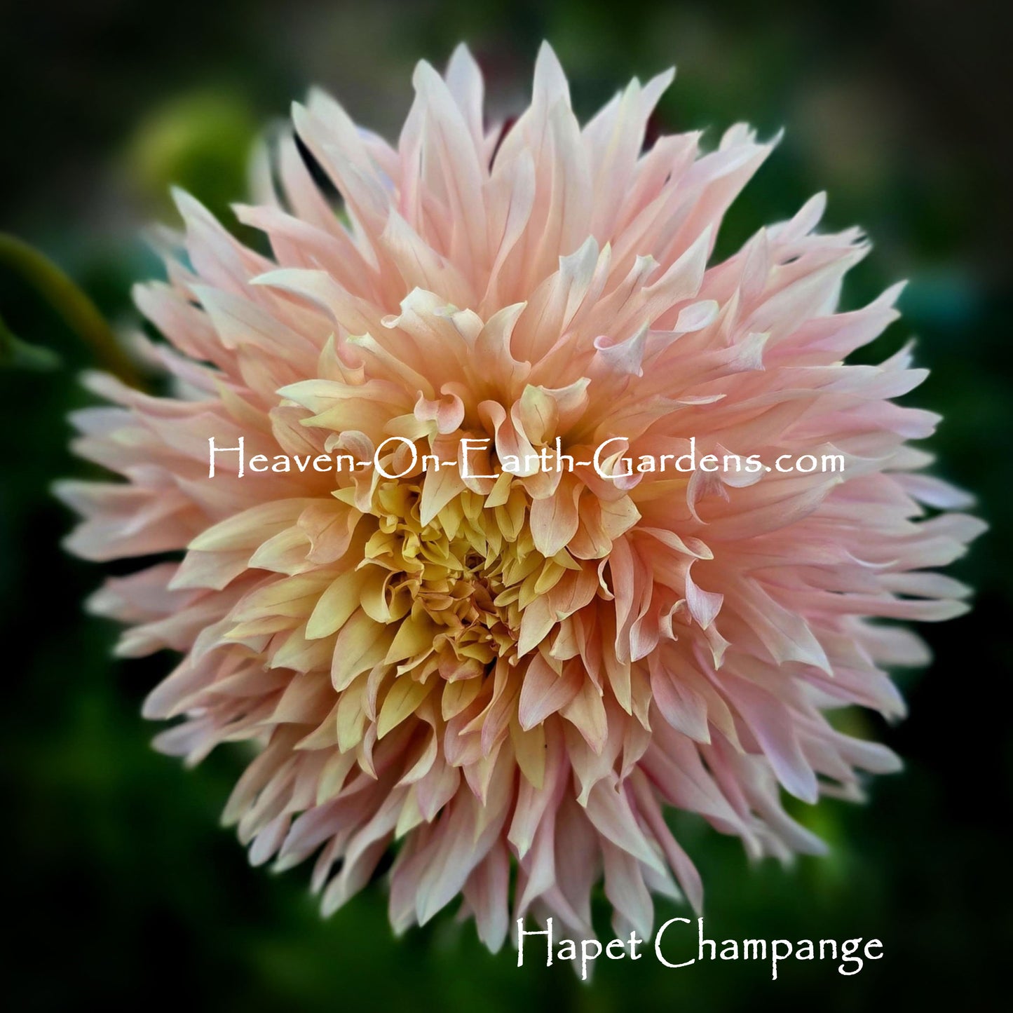 Hapet Champagne