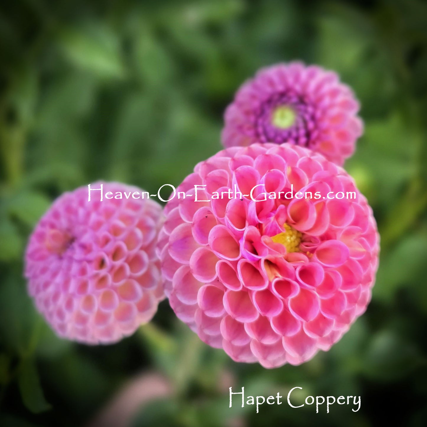 Hapet Coppery