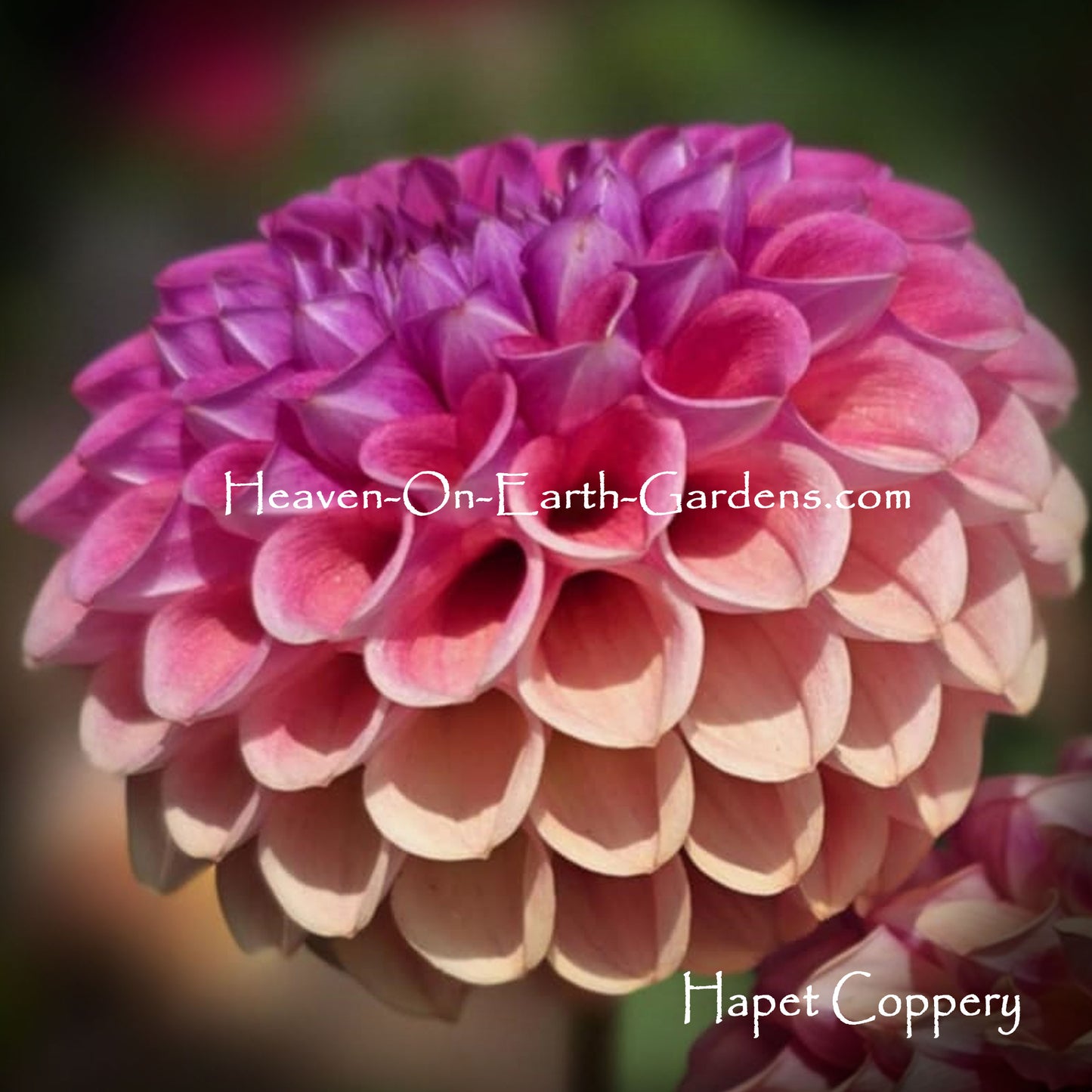 Hapet Coppery