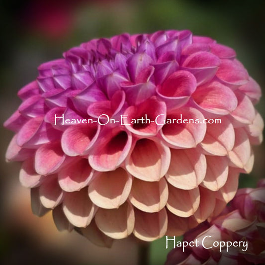 Hapet Coppery