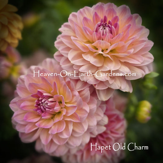 Hapet Old Charm
