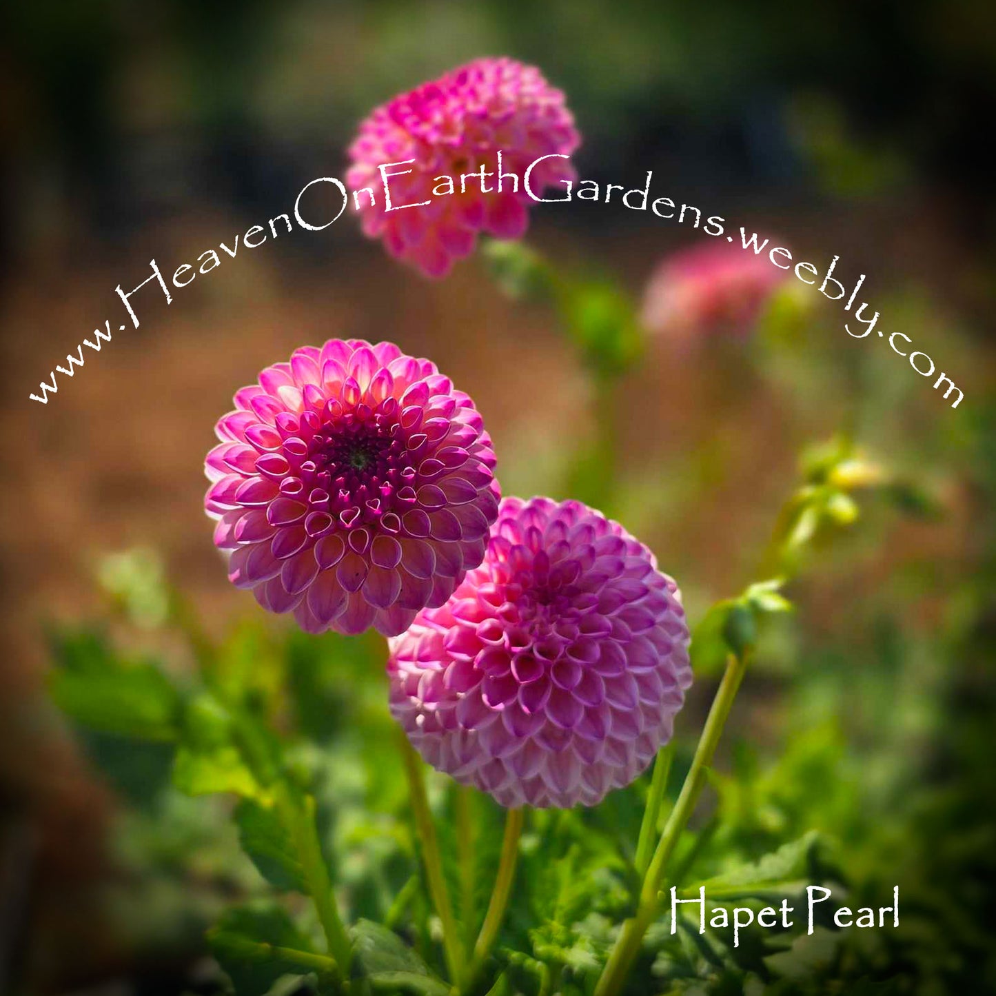 Hapet Pearl