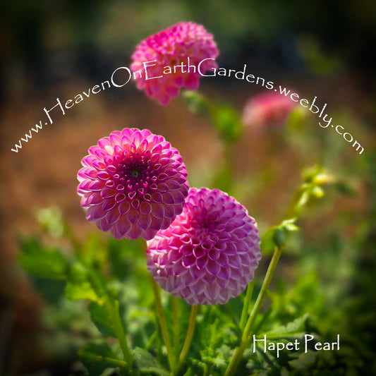 Hapet Pearl