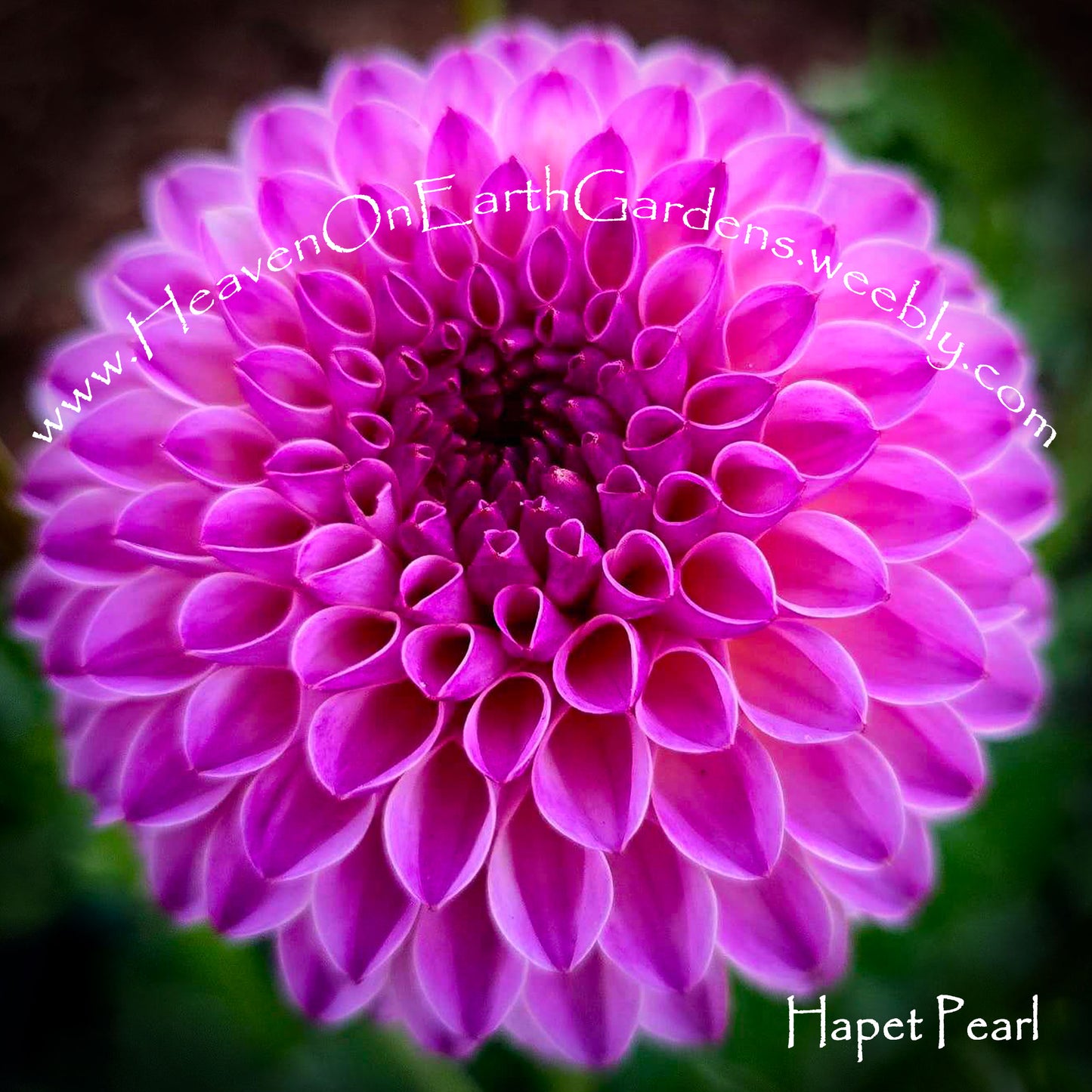 Hapet Pearl
