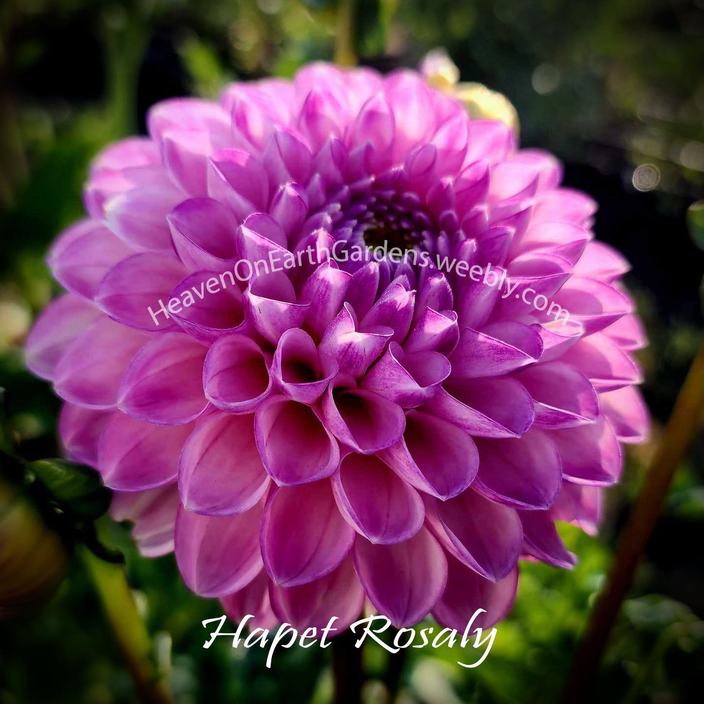 Hapet Rosaly