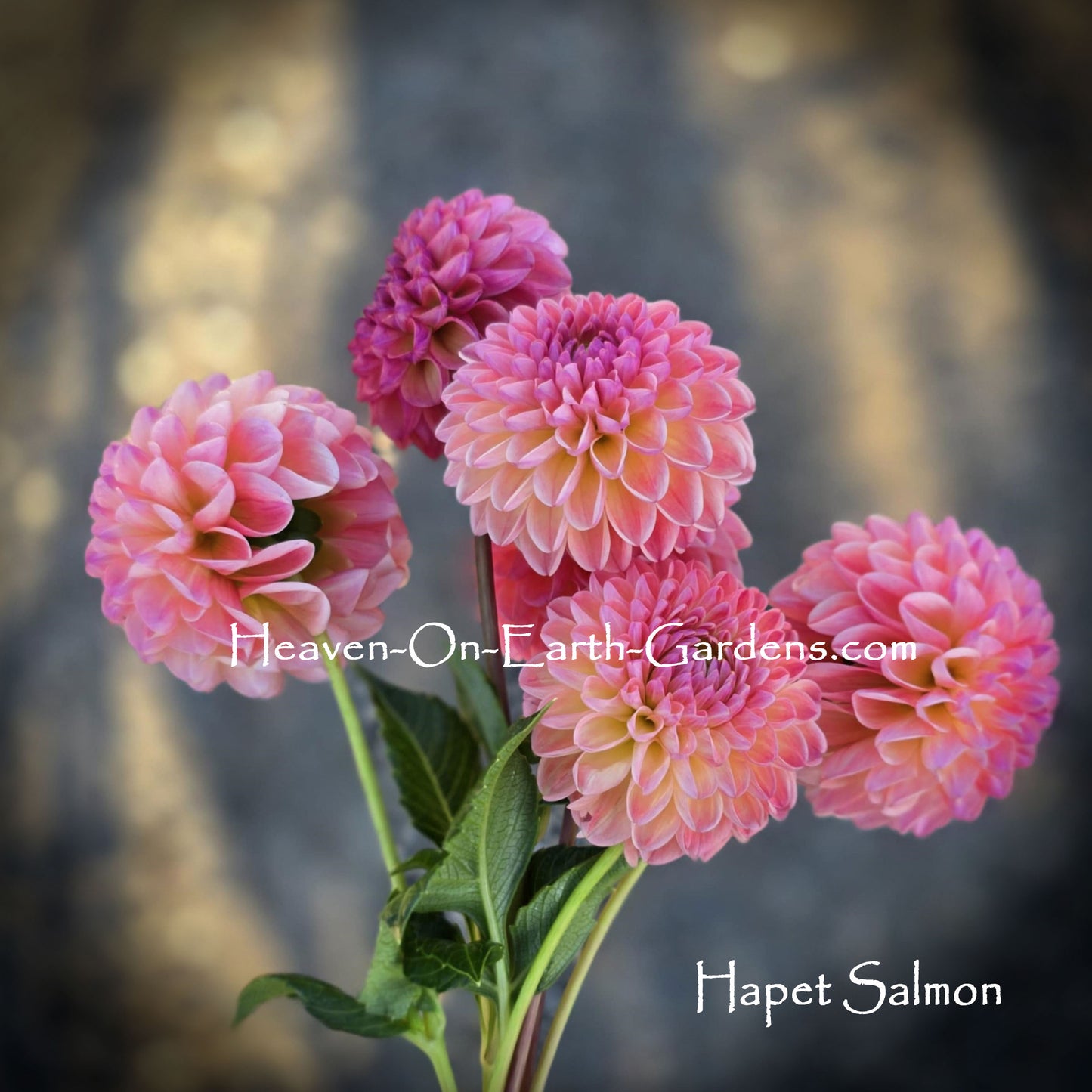 Hapet Salmon