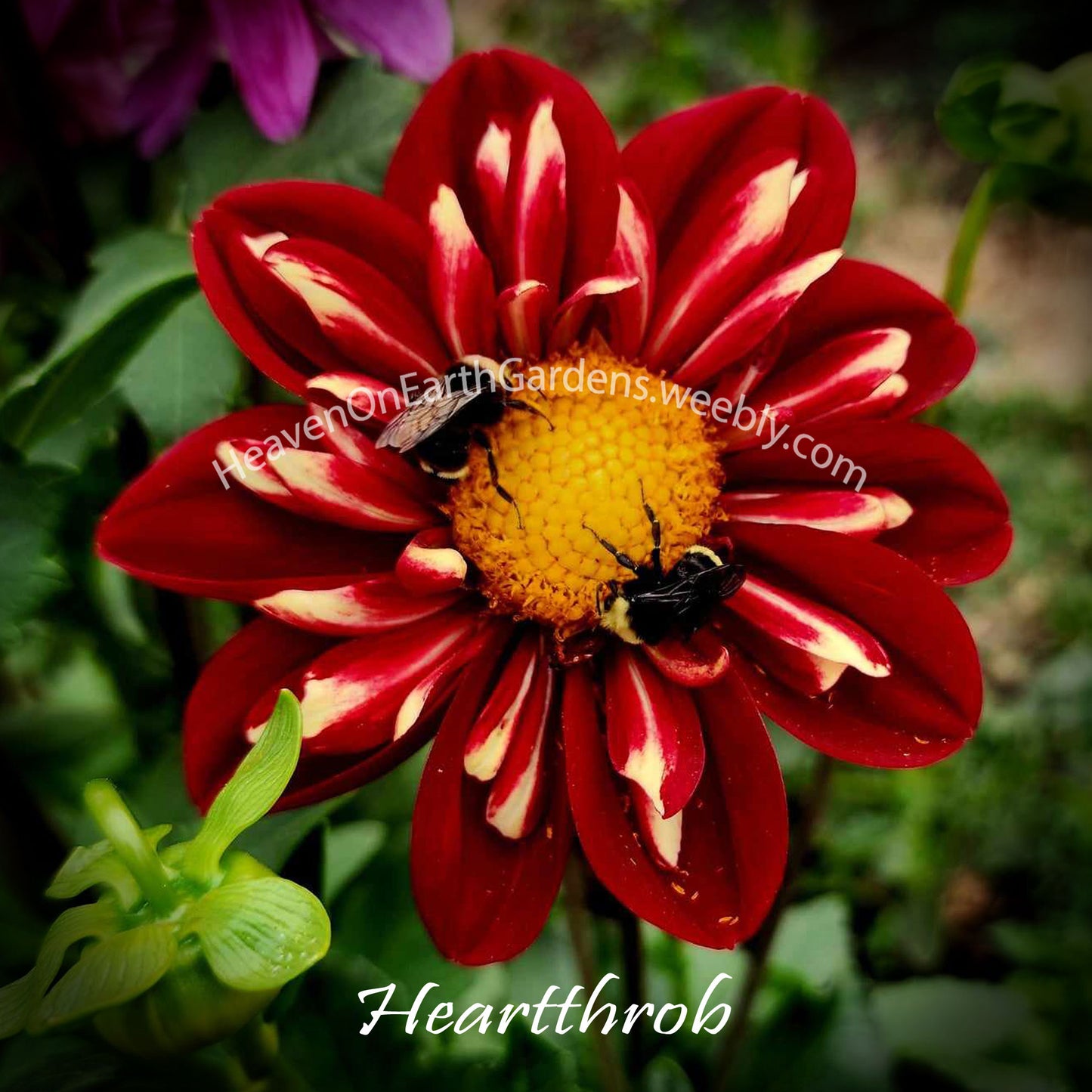 Heartthrob