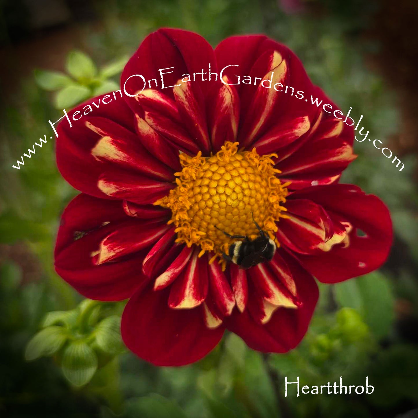 Heartthrob