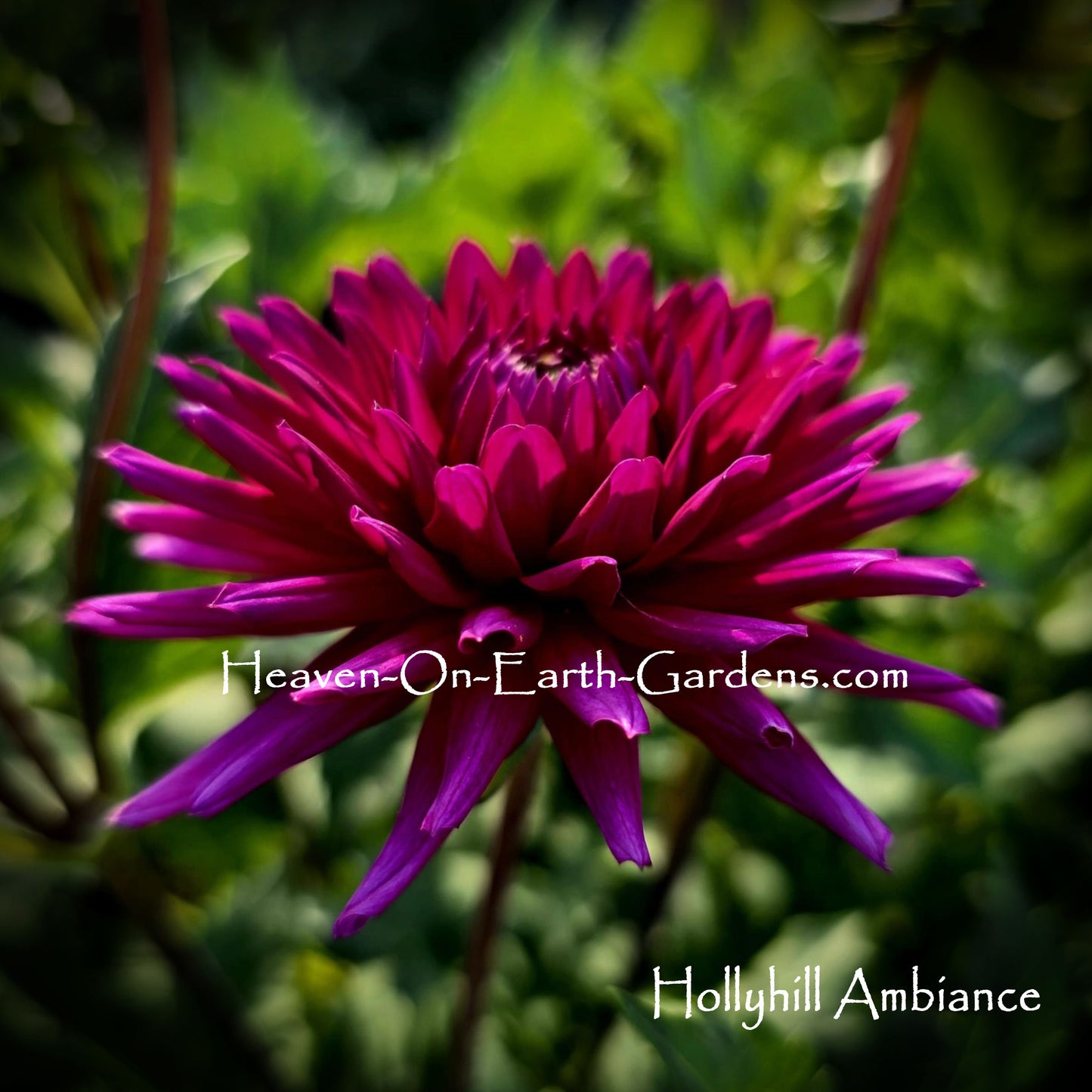 Hollyhill Ambiance