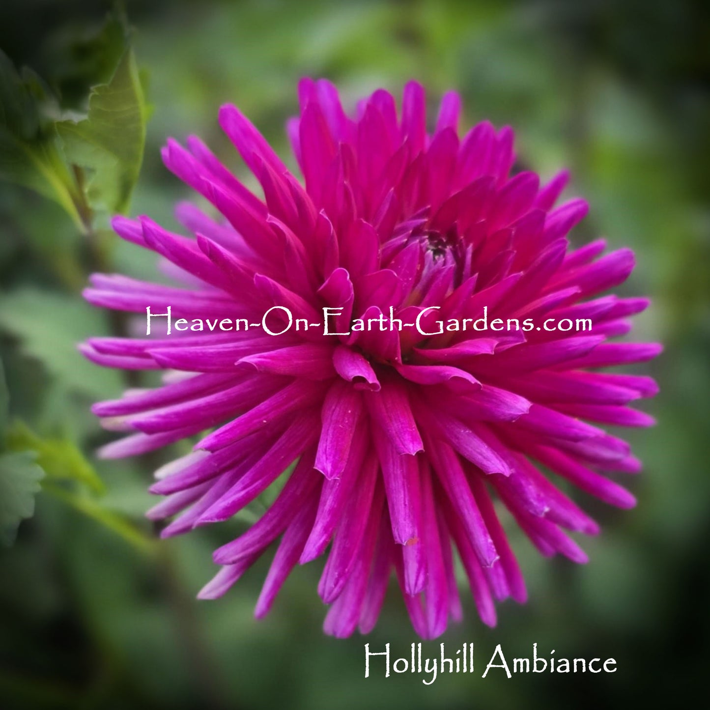 Hollyhill Ambiance