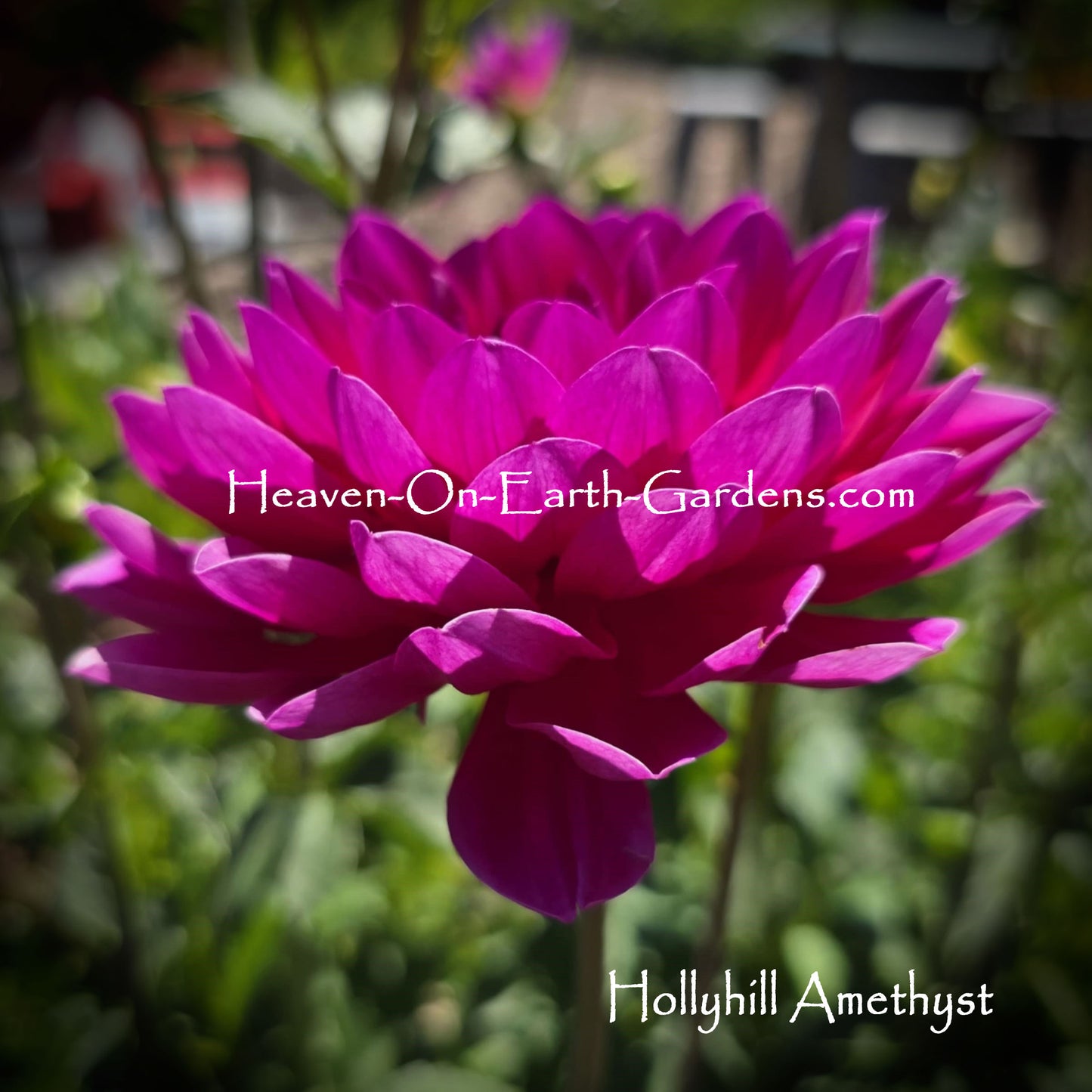 Hollyhill Amethyst