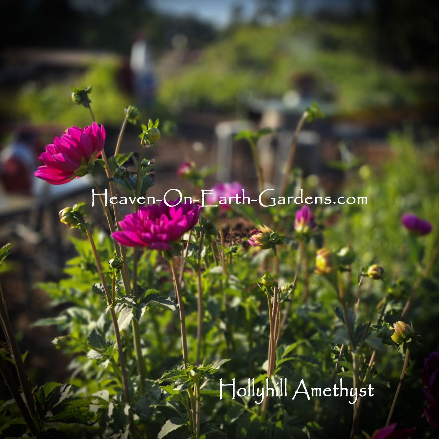 Hollyhill Amethyst