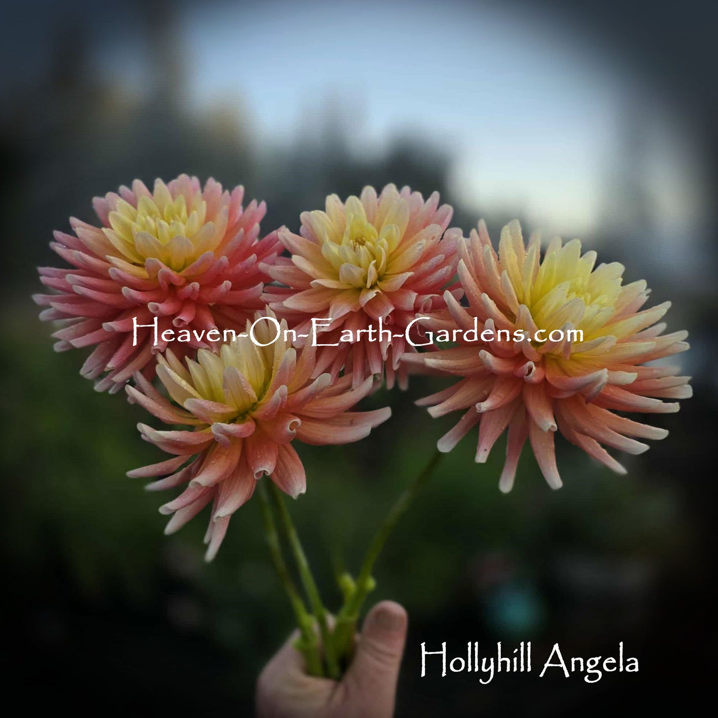 Hollyhill Angela