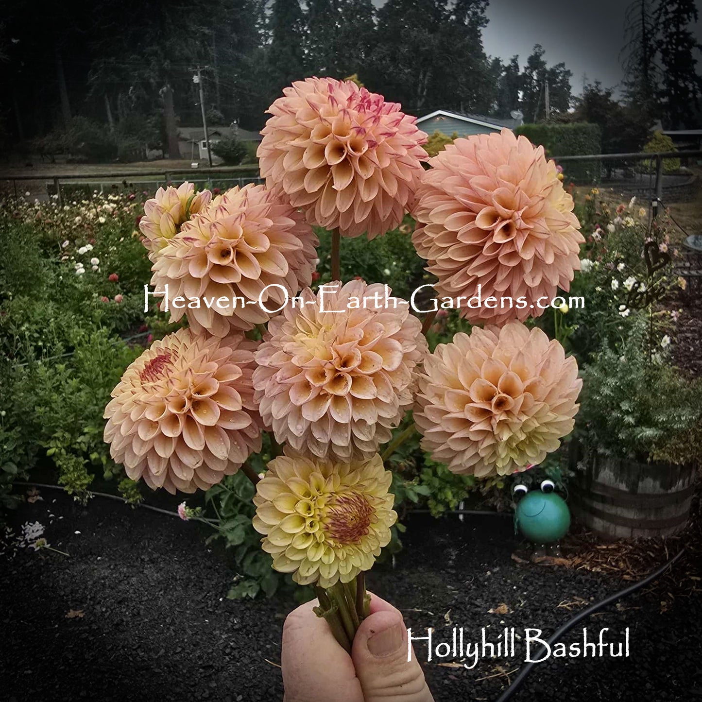 Hollyhill Bashful