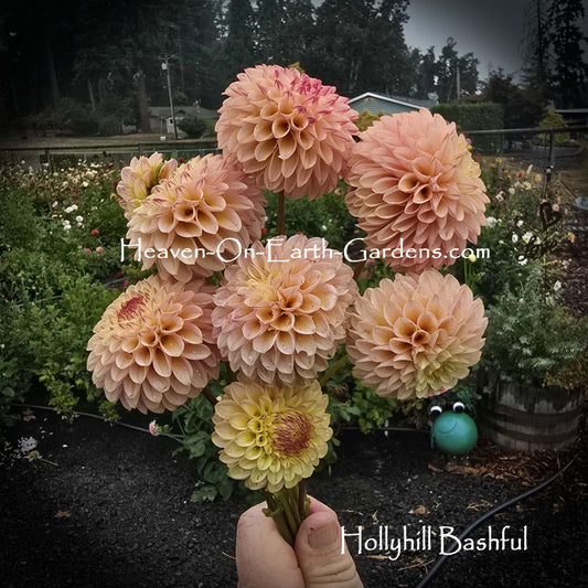 Hollyhill Bashful