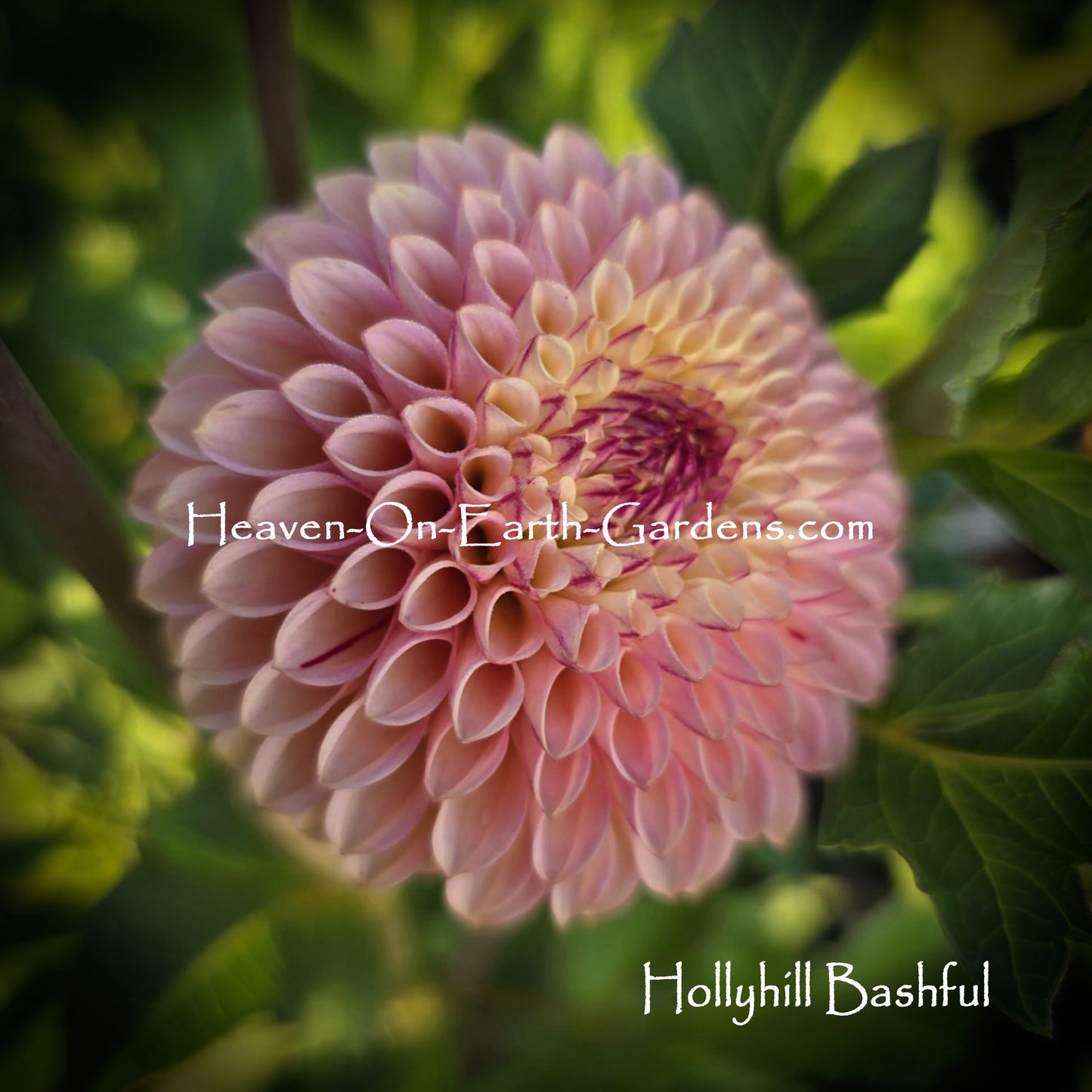 Hollyhill Bashful