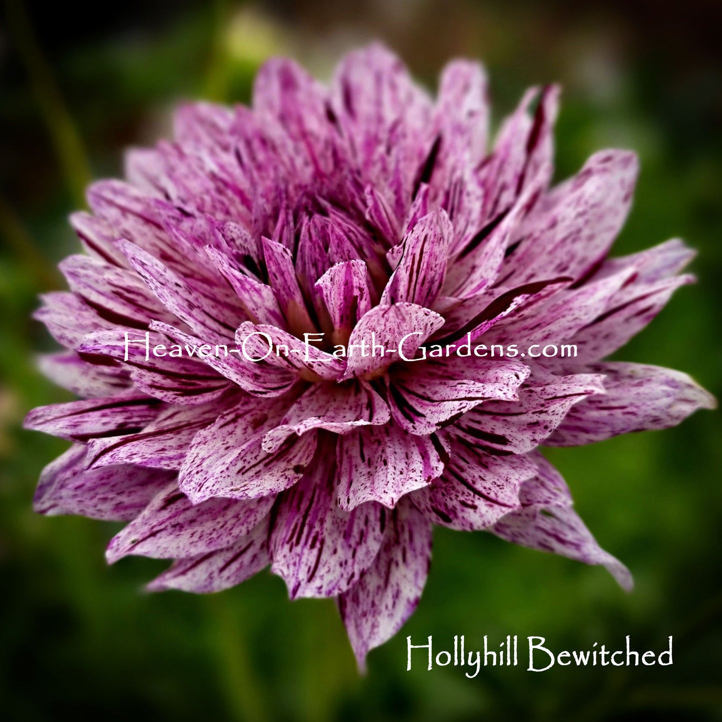 Hollyhill Bewitched