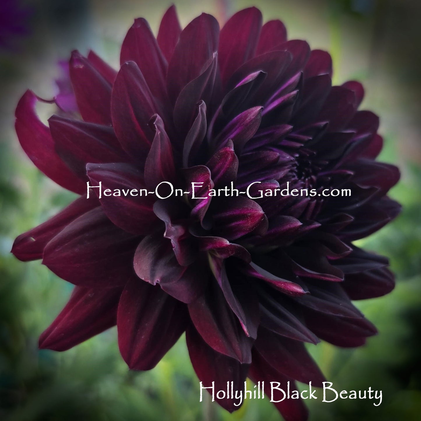 Hollyhill Black Beauty