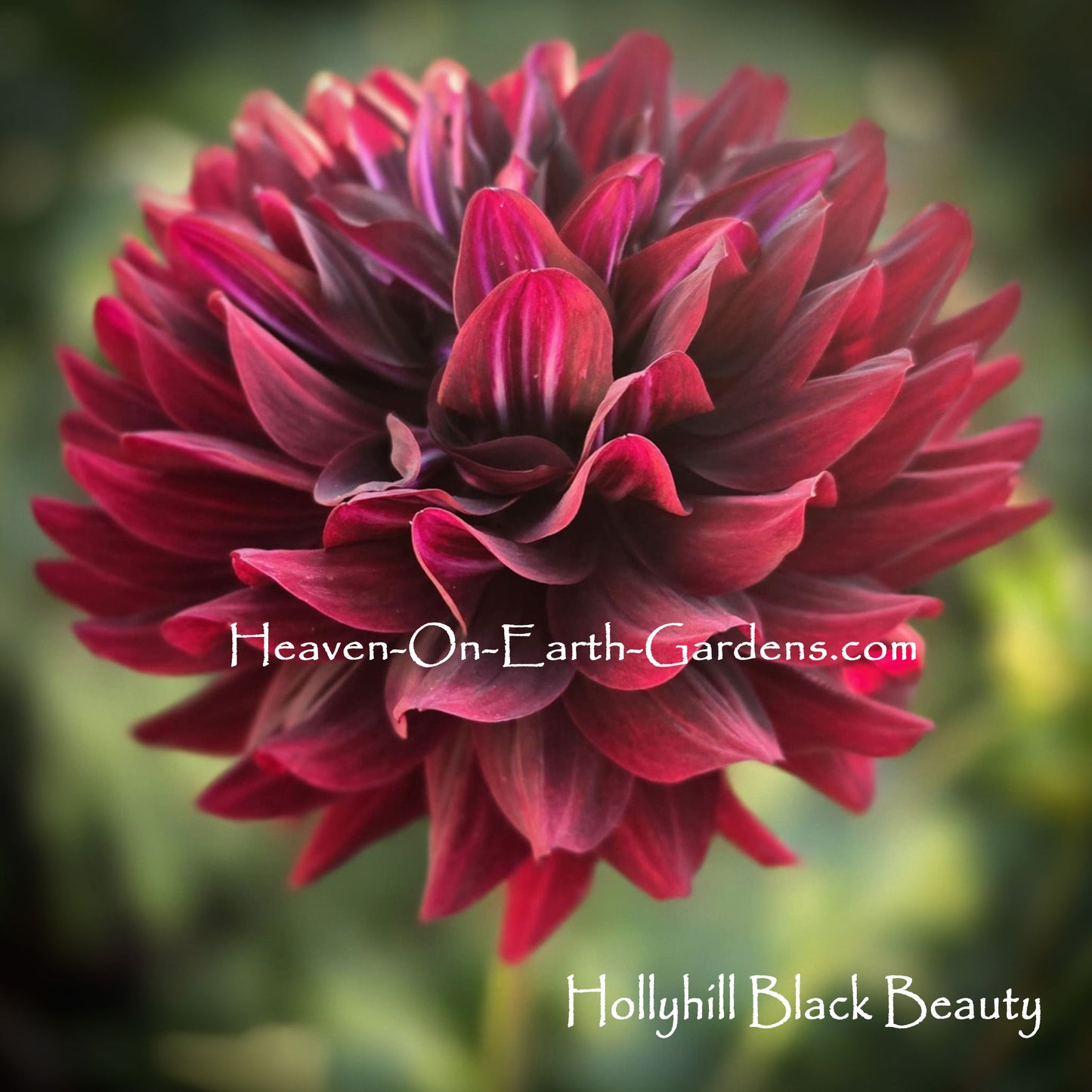 Hollyhill Black Beauty