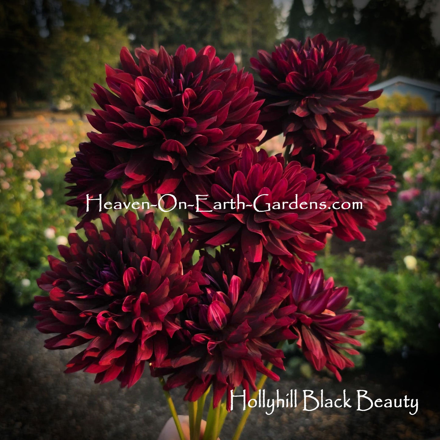 Hollyhill Black Beauty