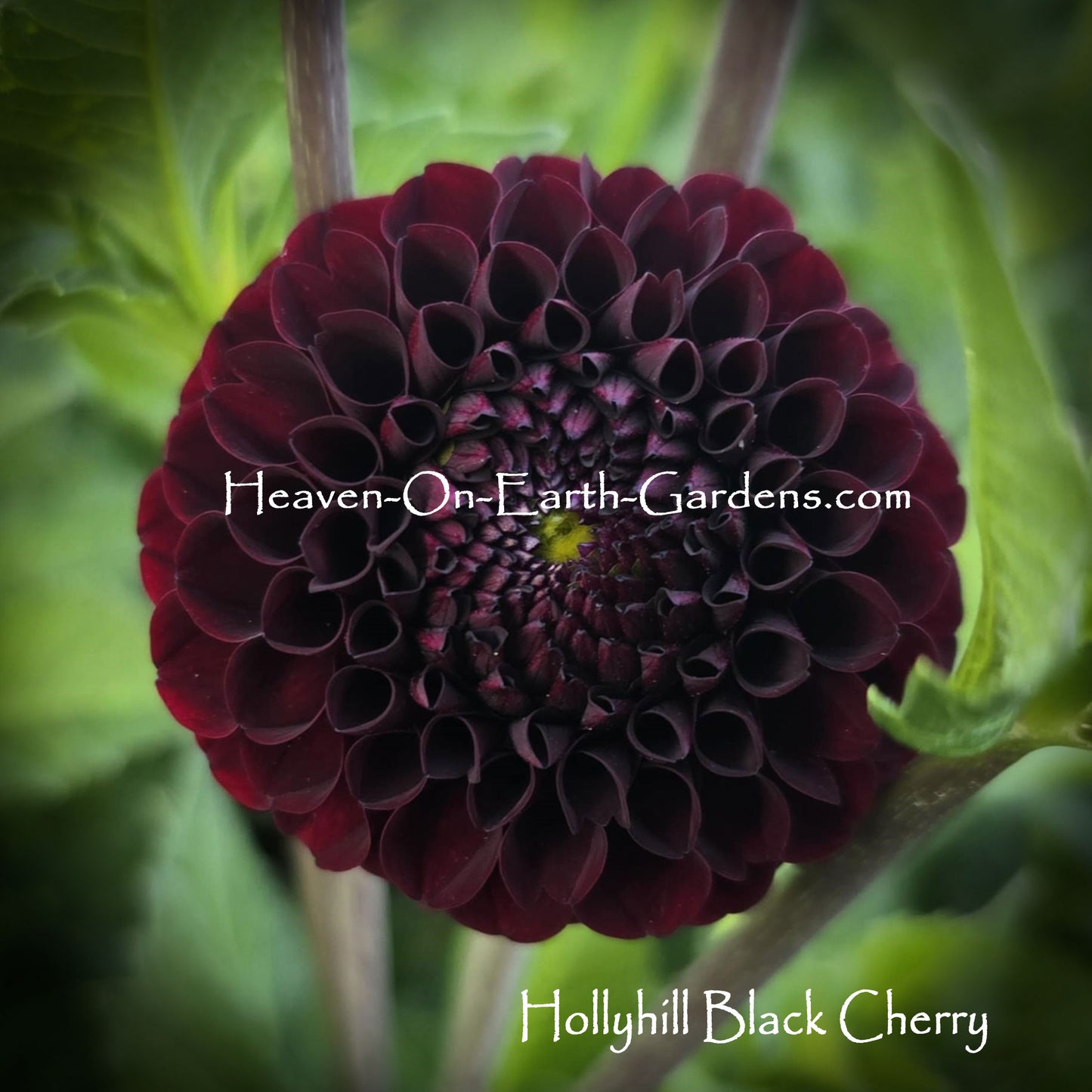 Hollyhill Black Cherry