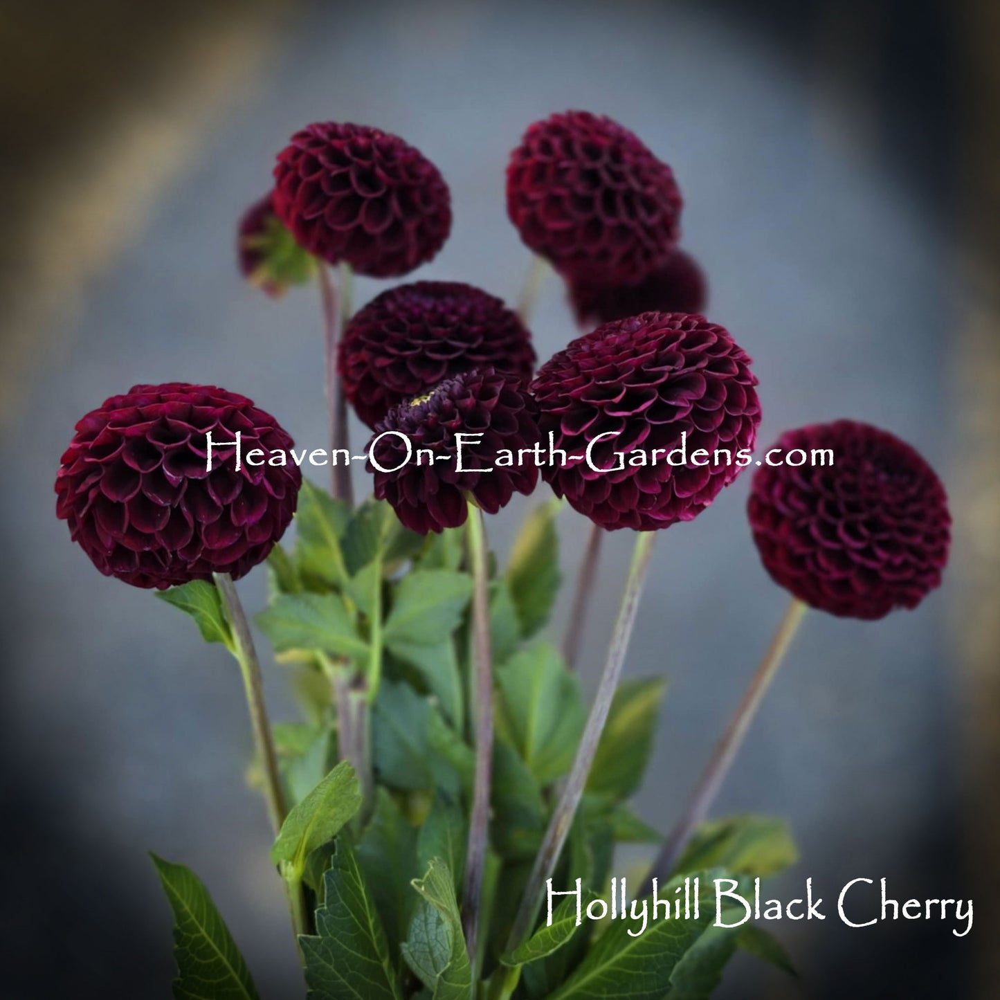 Hollyhill Black Cherry