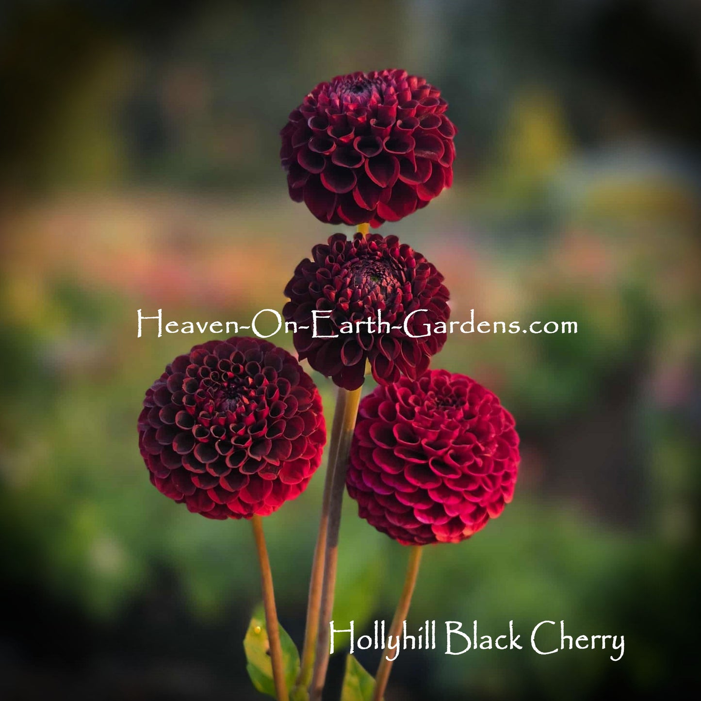 Hollyhill Black Cherry