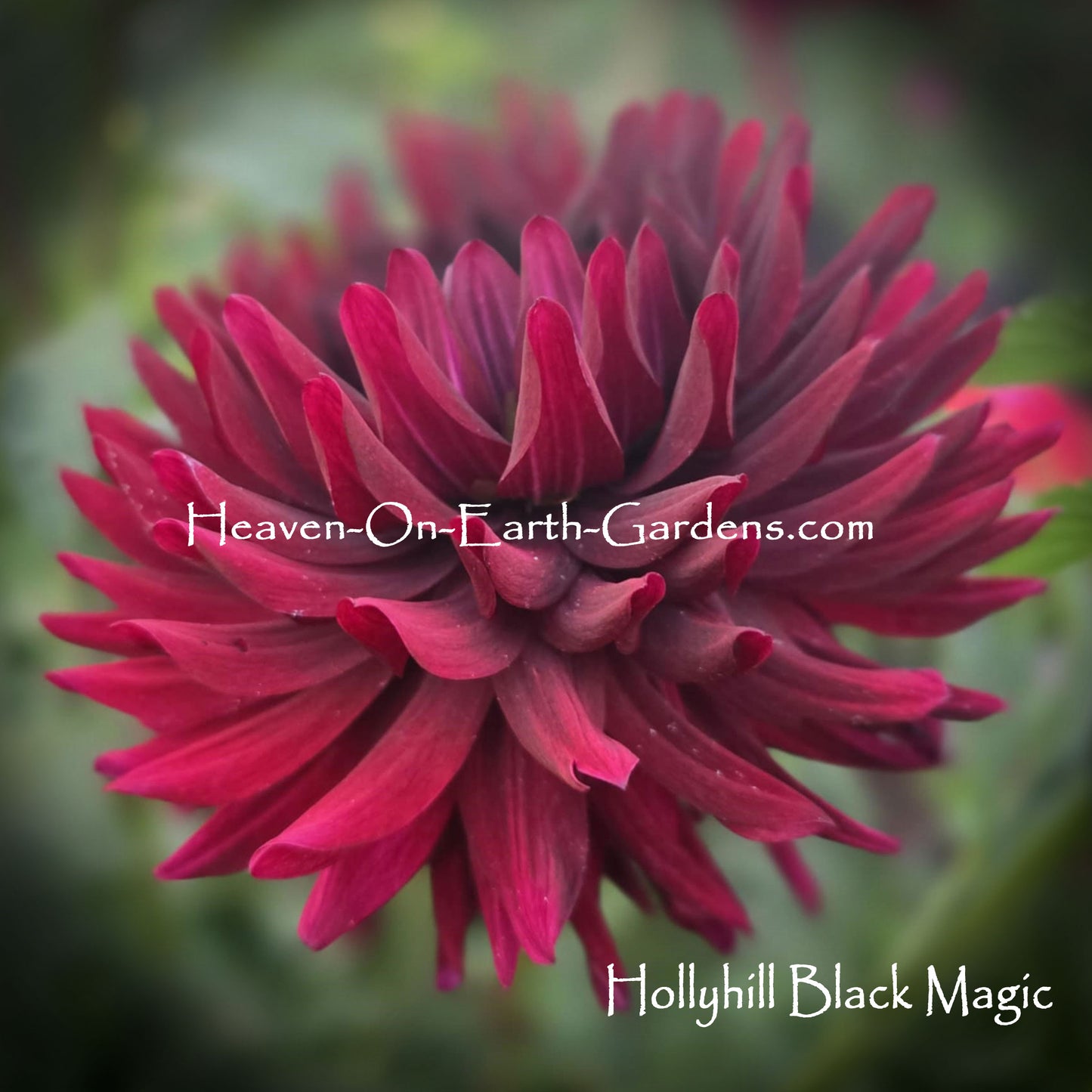Hollyhill Black Magic